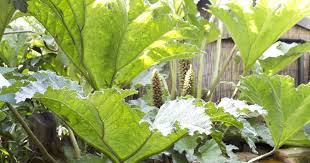 Image result for Gunnera