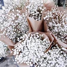 Jual Baby Breath Flower Best Flower Wallpaper