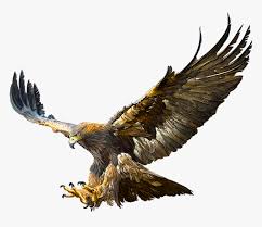 Watch the video explanation about how to draw a bald eagle (flying / hunting) online, article, story, explanation, suggestion, youtube. Bald Eagle Golden Eagle Flight Drawing Flying Golden Eagle Drawing Hd Png Download Kindpng