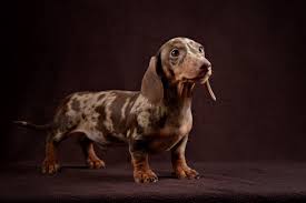 Dapple Dachshund Size Color Price And More Perfect Dog Breeds