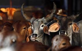 গোহত্যায় যাবজ্জীবন শাস্তির বিধান গুজরাটে
