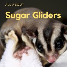 Sugar Gliders General Information And Pet Keeping Pethelpful By Fellow Animal Lovers And Experts