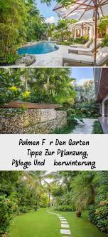 Palmen Fur Den Garten Tipps Zur Pflanzung Pflege Und Uberwinterung Palmen Fur Den Garten Tipps Zur Pflanzung Pf In 2020 Outdoor Decor Outdoor Home Decor