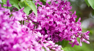 Flowering shrubs for full sun ontario. 6 Gorgeous Flowering Shrubs For Guelph Landscapes Royal City Nursery