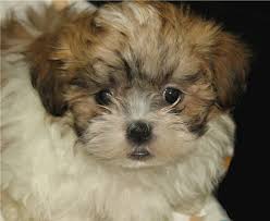 Maltipoo puppies males and females. Pin On Pet