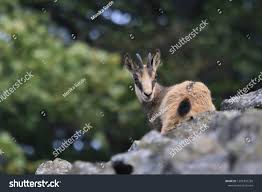 Chamois Rupicapra Rupicapra In The Forest Studenec Hill Czech Republic Animal From Alp Wildlife Scene With Anim Graphic Design Art Art Design Graphic Art