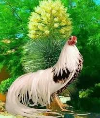Ayam bangkok pakhoy merupakan ayam aduan yang modern. 19 Ayam Laga Ideas Haiwan Peliharaan Ayam Bangkok