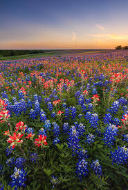 Wildflowers such as bluebonnets, indian paintbrush, coreopsis, bladderpod and basin bellflower bloom in the spring. Texas Wildflower Bluebonnet And Indian Paintbrush Field In Su Photograph By Kan Khampanya