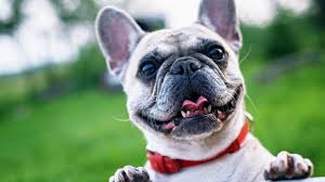 4 people in emergency and transitional shelters (with sleeping facilities) for people experiencing. Three Places To Adopt A Pet In Kingsport Tennessee