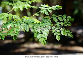 Moringa oleifera, also known as the moringa tree, the drumstick tree, or the horseradish tree, is a small tree that is native to the foothills of the mighty himalayan mountains in the northern part of india. Branches And Leaves Of Moringa Tree Eye Level View Of The Leaves At The Top Of A Young Moringa Tree Used For Alternative Canstock