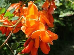 Image result for Sesbania brevipedunculata