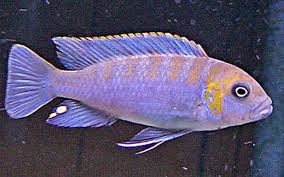 Image result for Odontosoria afra