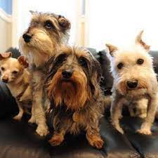 Maybe you would like to learn more about one of these? Second Chance Pet Adoption League Home Facebook