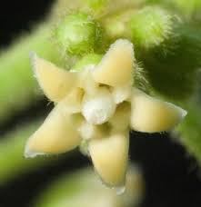 Image result for Marsdenia sylvestris