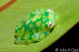 Image result for glass frog