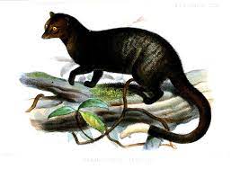 This site provides total 3 german word for civet. Palm Civet Definition Und Synonyme Von Palm Civet Im Worterbuch Englisch