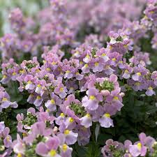 Image result for Nemesia fruticans