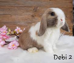 Wild kaninchen kaninchen keule hasen kaninchen hase kaninchen kaninchen spargel das kaninchen kaninchen ragout kaninchen spanisch kaninchen filet kaninchen eingelegt. Zwergwidder Kaninchen Baby Namen Haustiere Namenssuche