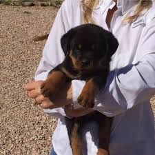 From the best lineage in. Arizona German Rottweiler S Home Facebook