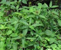 Image result for Aneilema beniniense