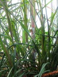 Image result for Saccharum