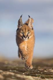 Explore sebastien.campion's photos on flickr. 56 Karakal Ideen Karakal Wilde Katzen Katzen