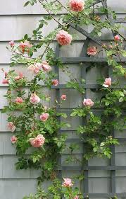 A larger climber will require a large arbor, pergola, or other sturdy structure. Cascading Roses By Saltygal Ps This Rose Is The Large Flowered Climber Colette By Meilland For Side Of Trellis Plants Rose Trellis Climbing Roses Trellis