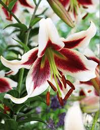 We did not find results for: 10 Types Of Lilies Gardeners Should Grow Birds And Blooms