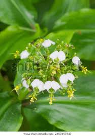 Image result for Aneilema beniniense