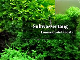 Image result for Lomariopsis rossii