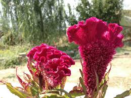 Image result for Amaranthaceae