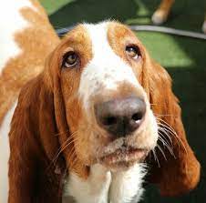 The search tool above returns a list of breeders located nearest to the zip or postal code you enter. Basset Basset Hound Dog Basset Hound Basset
