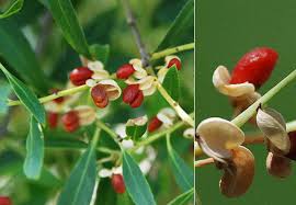 Image result for Maytenus