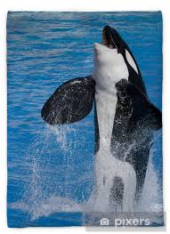 630 x 630 jpeg 45 кб. Killer Whale Jumping Out From Water Plush Blanket Pixers We Live To Change