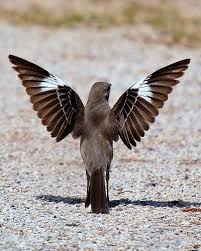 Northern Mockingbird Brown Bird With White Stripes On Wings And Tail Tx Mockingbird Birds State Birds Backyard Birds