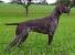 German Shorthaired Pointer Colors
