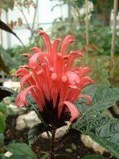 Brazilian Plume Flower Plant Room Flowers Brazilian Plume Flamingo Flower Jacobinia Shrub Hummingbird Plants Hummingbird Flowers Plants