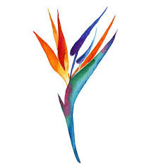 Birds Of Prey Flower Tattoo Single Isolated Bird Of Paradise Flower Drawn By Me In Watercolor In 2020 Bird Of Paradise Tattoo Paradise Painting Birds Of Paradise Flower