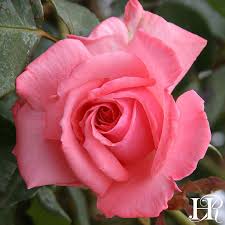 We did not find results for: Rich In Color And Fragrance Agatha Christie Will Bless Your Landscape With A Pleasant Pink Presence Planting Roses Rose Hybrid Tea Roses