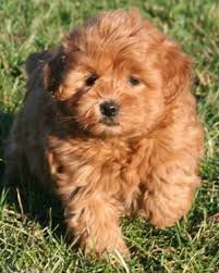 Check spelling or type a new query. Miniature Goldendoodle Golden Retriever Poodle Mix Info Pictures Golden Retriever Poodle Mix Goldendoodle Goldendoodle Puppy
