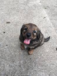 We are a family of four raising gentle and lovable bordoodle, borderdoodle, or borderpoo puppies on our beautiful property we fondly refer to as eby eden. Bordoodle Puppies For Sale Pittsburgh Pa 298002