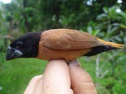Forbe S Mannikin Also New Ireland Munia Lonchura Forbesi By Aurelien Lequoy Beautiful Birds Animals Beautiful Bird People