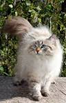 What are the Best Hypoallergenic Cat Breeds ... - Petfinder