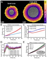 Maybe you would like to learn more about one of these? Size Dependent Patterns Of Cell Proliferation And Migration In Freely Expanding Epithelia Elife