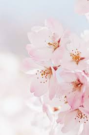 Sakura Blossom Trees Cherry Blossom Flowers Blossom Flower
