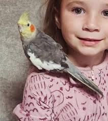 Still looking for a female Bobtail, any suggestions are appreciated