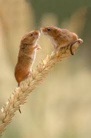 There are many different types of mice in the uk. 39 Best Mice Field Mice Field Mouse Harvest Mouse Ideas Harvest Mouse Animals Beautiful Cute Animals