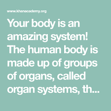 Your Body Is An Amazing System The Human Body Is Made Up Of Groups Of Organs Called Organ Systems That Work Together Organ System Biology Circulatory System