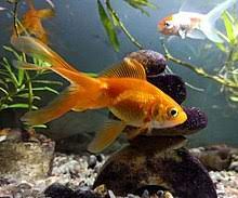 Check spelling or type a new query. Goldfish Wikipedia