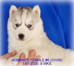 Find the perfect puppy for sale in pittsburgh, pennsylvania at next day pets. Siberian Husky Puppies For Sale Near Me Craigslist Off 57 Www Usushimd Com